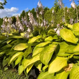 funkia-hosta-sheila-west-doniczka-2-0l-duze-zlote-liscie