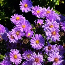 aster-magic-lavender-michalek-fioletowy-lawendowy-doniczka-1-0l