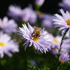 aster-zeniszkowaty-asran-aster-amellus-doniczka-2-0l