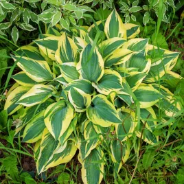 funkia-hosta-pilgrim-doniczka-2-0l-zolte-brzegi