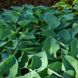 funkia-hosta-pacific-blue-edger-doniczka-2-0l-niska-odmiana