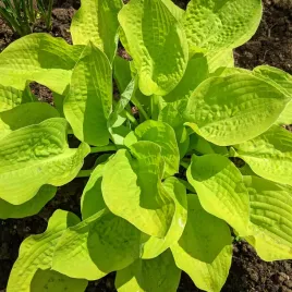 funkia-hosta-golden-waffles-doniczka-2-0l-zolte-zlote-liscie