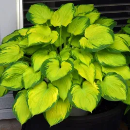 funkia-stained-glass-hosta-jasne-liscie-doniczka-2-5l