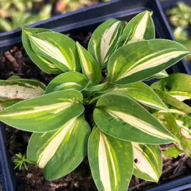 funkia-pandora-s-box-hosta-miniaturka-doniczka-2-0l