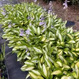 funkia-striptease-hosta-p13
