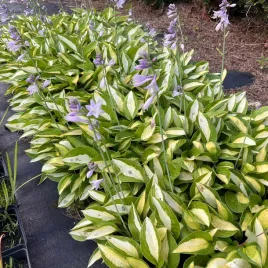funkia-striptease-hosta-p13