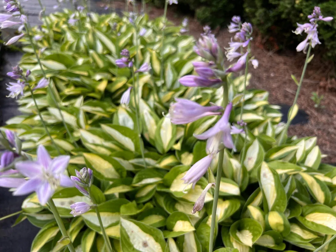 funkia-striptease-hosta-p13