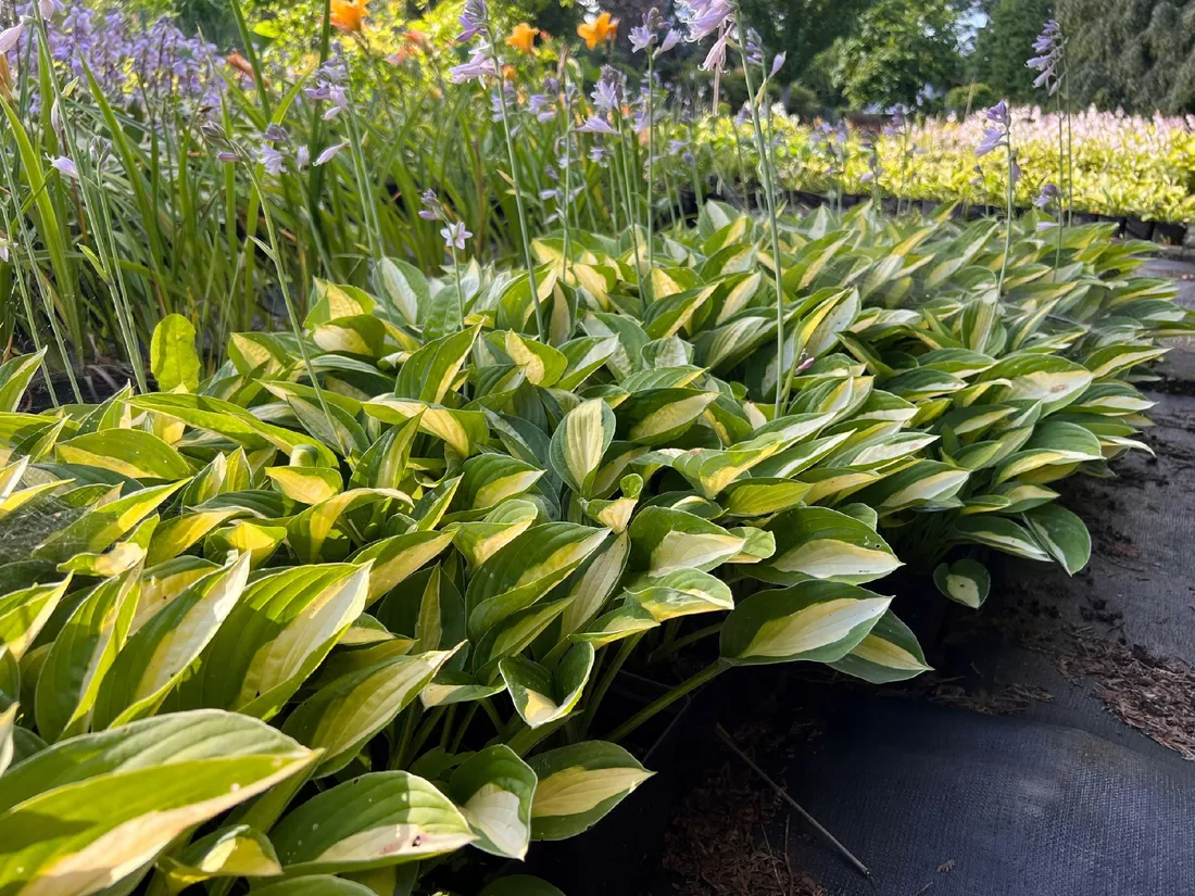 funkia-striptease-hosta-p13
