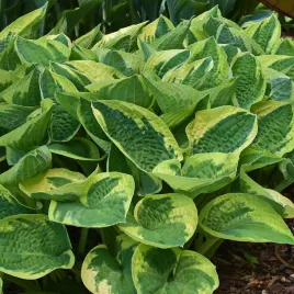 funkia-hosta-wide-brim-w-doniczce-2-0l