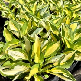 funkia-hosta-color-festival-w-doniczce-2-0l-zolto-zielone-liscie