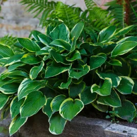 funkia-hosta-so-sweet-w-doniczce-2-0l-kremowo-biale-brzegi