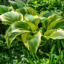 funkia-hosta-queen-josephine-w-doniczce-2-0l-zolte-brzegi