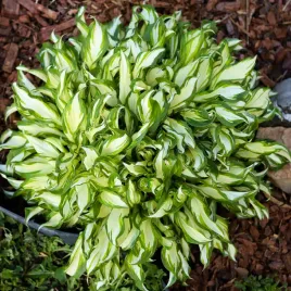 funkia-hosta-teeny-weeny-bikini-miniaturka-w-doniczce-2-0l