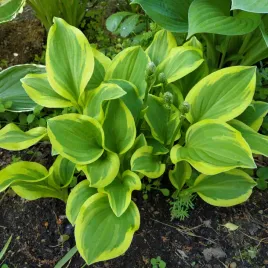 funkia-hosta-golden-tiara-w-doniczce-2-0l-jasne-liscie-z-zoltym-brzegiem