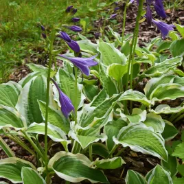 funkia-hosta-emily-dickinson-wiele-sadzonek-doniczka-2-0l