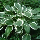 funkia-hosta-crispula-doniczka-2-0l