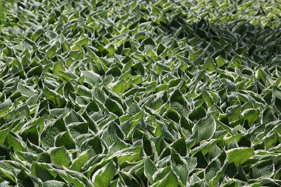 funkia-hosta-crispula-doniczka-2-0l