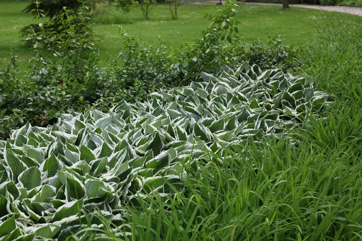 funkia-hosta-crispula-doniczka-2-0l-styl-ogrod-skalny-ogrod-japonski-ogrod-wiejski-ogrod-nowoczesny