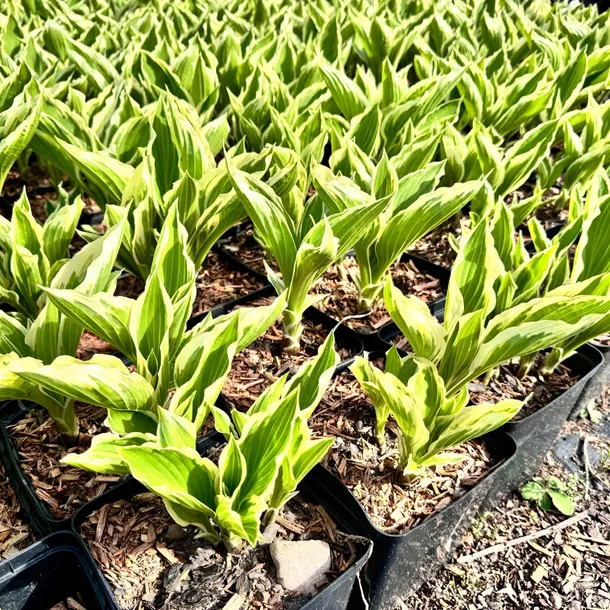 funkia-hosta-crispula-doniczka-2-0l-cykl-rozwojowy-rosliny-wieloletnia
