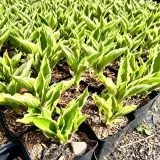 funkia-hosta-crispula-doniczka-2-0l-cykl-rozwojowy-rosliny-wieloletnia