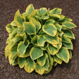funkia-hosta-bold-edger-zolte-brzegi-doniczka-2-0l