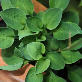 funkia-hosta-baby-bunting-wiele-sadzonek-miniaturka-doniczka-2-0l