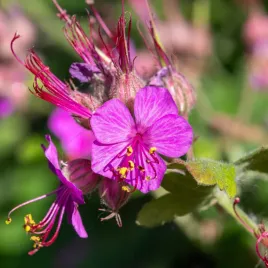 bodziszek-korzeniasty-rozowy-geranium-macrorrhizum-doniczka-2-0l