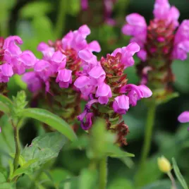 glowienka-rozowa-wielkokwiatowa-prunella-grandiflora-doniczka-2-0l