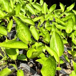 funkia-hosta-purple-heart-w-doniczce-fioletowe-lodygi-dekoracyjna