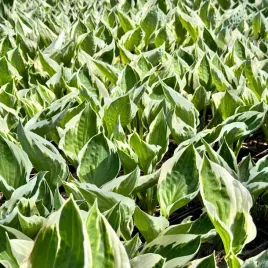 funkia-hosta-patriot-w-doniczce-bialo-zielone-liscie-dekoracyjna