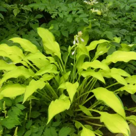 funkia-hosta-pineapple-upsidedown-cake-w-doniczce-2-0l-zolta-dekoracyjna