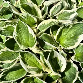 funkia-hosta-minuteman-w-doniczce-bialo-zielone-liscie-dekoracyjna