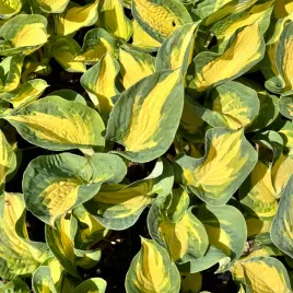 funkia-hosta-great-expectations-w-doniczce-zolta-dekoracyjna-duze-liscie