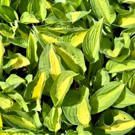 funkia-hosta-gypsy-rose-w-doniczce-zolta-dekoracyjna-rozrosnieta