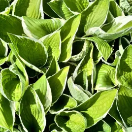 funkia-hosta-francee-w-doniczce-bialo-zielone-liscie-dekoracyjna