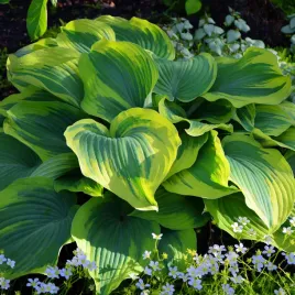 funkia-hosta-american-halo-w-doniczce-2-0l-pstra-dekoracyjna-duze-liscie