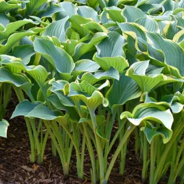 funkia-hosta-regal-splendor-w-doniczce-5-0l-ogromne-liscie