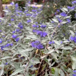 barbula-klandonska-sterlin-silver-caryopteris-clandonensis-doniczka-2l