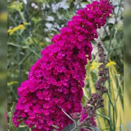 budleja-dawida-magenta-munchkin-buddleja-davidii-doniczka-2-0l