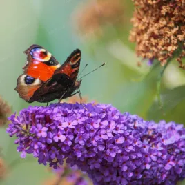 budleja-dawida-lavender-cupcake-buddleja-davidii-doniczka-2-0l