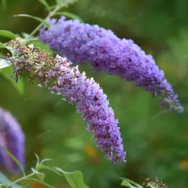 budleja-dawida-placzaca-wisteria-lane-buddleja-davidii-doniczka-2-0l