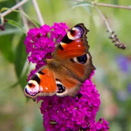 budleja-dawida-royal-red-buddleja-davidii-doniczka-2-0l