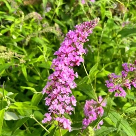 budleja-dawida-nike-rozowa-buddleja-davidii-doniczka-2-0l