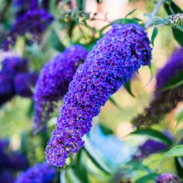 budleja-dawida-empire-blue-niebieska-buddleja-davidii-doniczka-2-0l