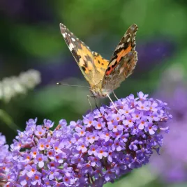 budleja-dawida-lochinch-lawendowy-kolor-buddleja-davidii-doniczka-2-0l