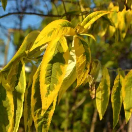 budleja-dawida-santana-buddleja-davidii-doniczka-2-0l