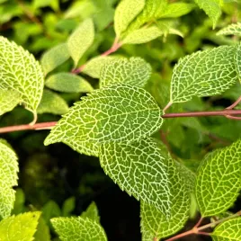 forsycja-zielona-kumson-forsythia-viridissima-doniczka-2-0l