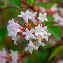abelia-wielkokwiatowa-abelia-grandiflora-doniczka-2-0l