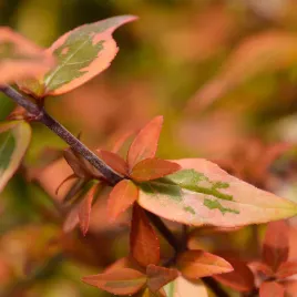 abelia-wielkokwiatowa-barwne-liscie-kaleidoscope-abelia-grandiflora-2l