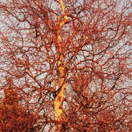 brzoza-brodawkowata-spider-alley-60-100cm-betula-pendula-p13